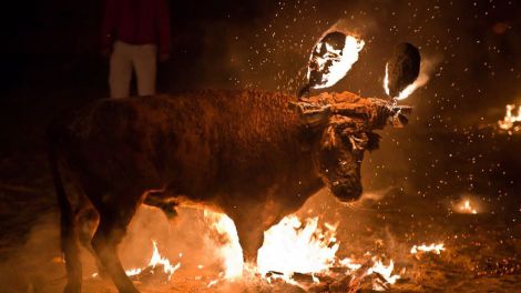 La Justicia finalmente suspende el Toro Júbilo de Medinaceli