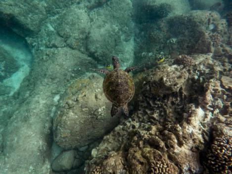 Las organizaciones ecologistas reclaman una mejora del Plan Estratégico de Patrimonio Natural para frenar la pérdida de biodiversidad