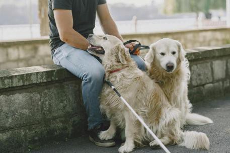 Nuevo decreto garantizará acceso de personas con discapacidad y sus perros a espacios públicos en toda España